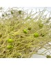Soft Silk (Imported) - (Per Bunch)