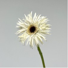 Gerbera Lace (Imported) - White Snow (10 Stems)