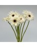 Gerbera Lace (Imported) - White Snow (10 Stems)