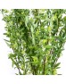 Spiraea Cantoniensis (Imported) - (2 stem)
