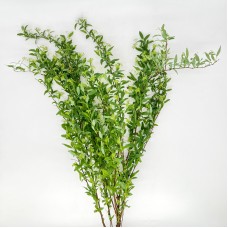 Spiraea Cantoniensis (Imported) - (2 stem)