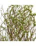 Spiraea Thunbergii (Imported) - (5 stem) Spiraea Thunbergii (Imported) - (5 stem)