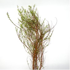 Spiraea Thunbergii (Imported) - (5 stem)