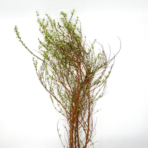 Spiraea Thunbergii (Imported) - (5 stem) Spiraea Thunbergii (Imported) - (5 stem)