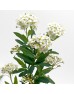 Spirare (Imported) - White (Per Bunch) Spirare (Imported) - White (Per Bunch)