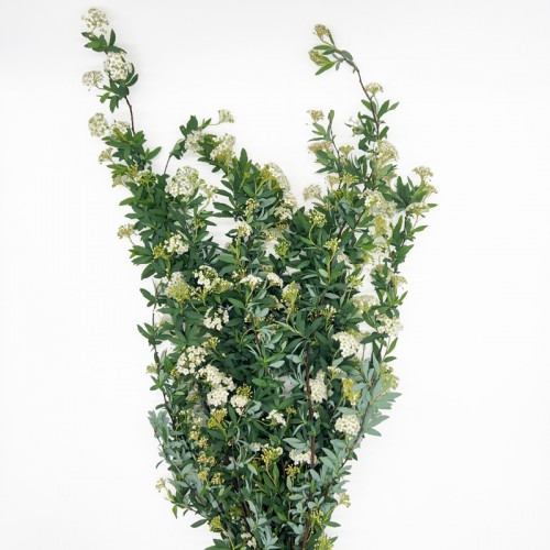 Spirare (Imported) - White (Per Bunch) Spirare (Imported) - White (Per Bunch)