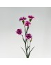 Spray Carnation (Imported) - Violet/White (10/20 Stems)