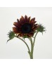 Sunflower (Imported) - Chocolate (5 Stems)