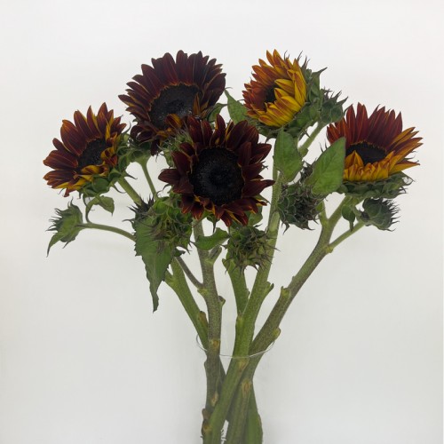 Sunflower (Imported) - Chocolate (5 Stems)