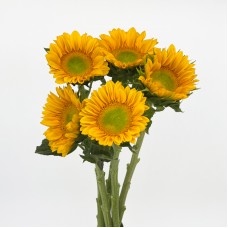 Sunflower Mini (Imported) - Yellow (5/10 Stems) Sunflower Mini (Imported) - Yellow (5/10 Stems)