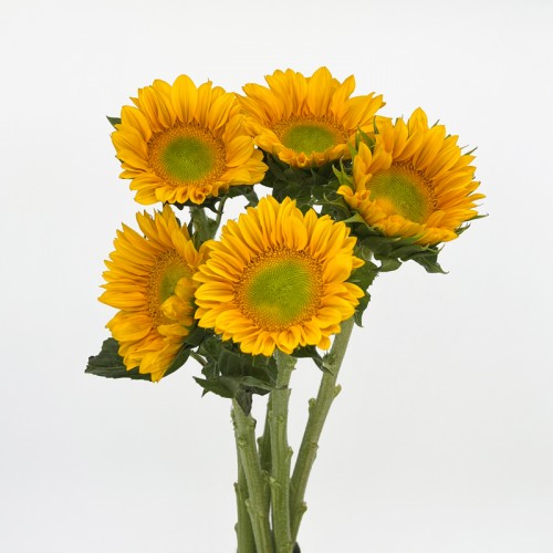 Sunflower Mini (Imported) - Yellow (5/10 Stems)