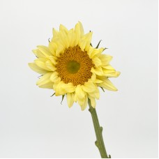 Sunflower Taiwan (Imported) - Cream (5 Stems)