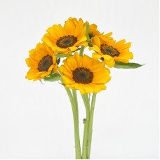 Sunflower (Local) - Yellow ( 5 Stems)