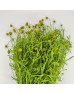 Sweet Fruit (Imported) - (Per Bunch)