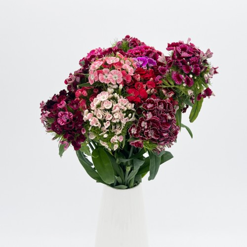 Sweet William Barbatus - (1 Bundle)