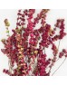 Symphoricarpos (Imported) - Red (Per Bunch) Symphoricarpos (Imported) - Red (Per Bunch)