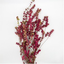 Symphoricarpos (Imported) - Red (Per Bunch) Symphoricarpos (Imported) - Red (Per Bunch)