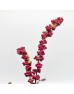 Symphoricarpos (Imported) - Red (Per Bunch) Symphoricarpos (Imported) - Red (Per Bunch)