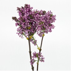 Syringa (Imported) - Dark Purple (2 Stems)