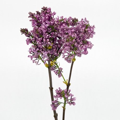 Syringa (Imported) - Dark Purple (2 Stems) Syringa (Imported) - Dark Purple (2 Stems)