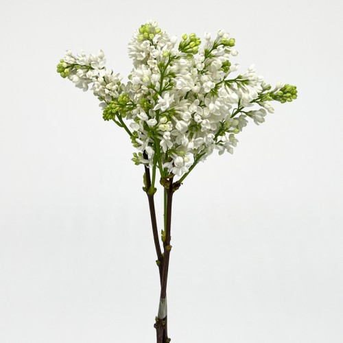 Syringa (Imported) - White (2 Stems) Syringa (Imported) - White (2 Stems)