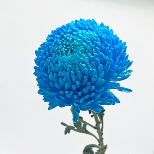 Taiwan Mum Dye Colour (Local) - Blue (6 Stems) Taiwan Mum Dye Colour (Local) - Blue (6 Stems)
