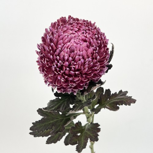 Taiwan Mum Dye Colour (Local) - Dark Purple (6 Stems) Taiwan Mum Dye Colour (Local) - Dark Purple (6 Stems)