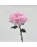 Teddy Chrysanthemum (Local) - Pink (6 Stems) Teddy Chrysanthemum (Local) - Pink (6 Stems)