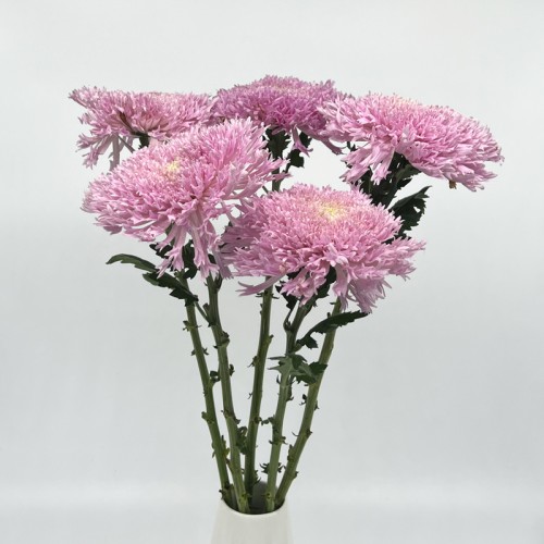 Teddy Chrysanthemum (Local) - Pink (6 Stems) Teddy Chrysanthemum (Local) - Pink (6 Stems)