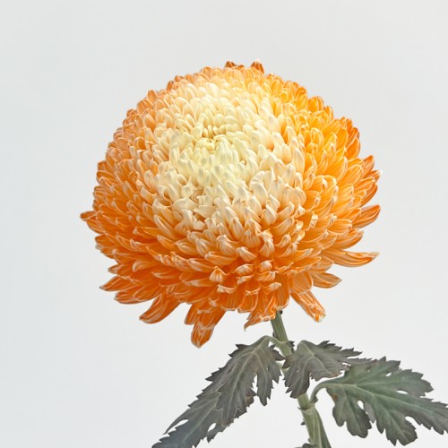 Taiwan Mum Dye Colour (Local) - Orange (6 Stems) Taiwan Mum Dye Colour (Local) - Orange (6 Stems)