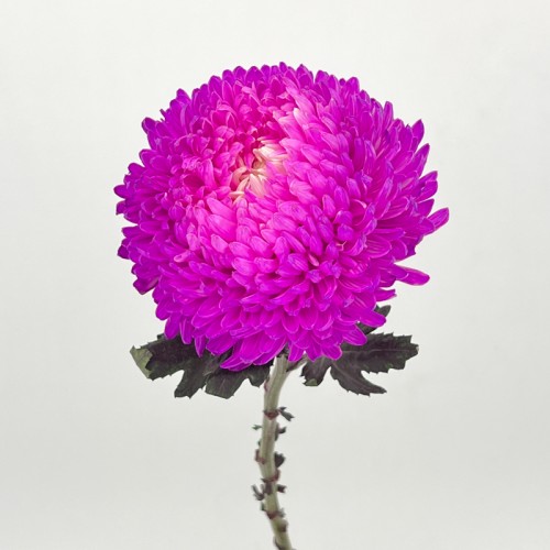 Taiwan Mum Dye Colour (Local) - Purple Pink (6 Stems) Taiwan Mum Dye Colour (Local) - Purple Pink (6 Stems)