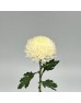Chrysanthemum Paper Incurve (Local) - White (6 Stems)