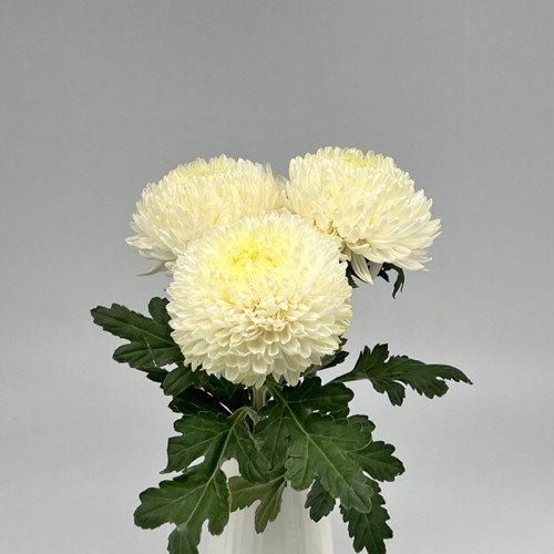 Chrysanthemum Paper Incurve (Local) - White (6 Stems)