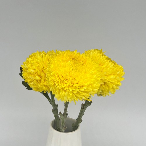 Chrysanthemum Paper Incurve (Local) - Yellow (6 Stems)