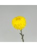 Chrysanthemum Paper Incurve (Local) - Yellow (6 Stems)