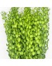 Thilapsi (Imported) - Green (Per Bunch) Thilapsi (Imported) - Green (Per Bunch)