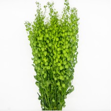 Thilapsi (Imported) - Green (Per Bunch) Thilapsi (Imported) - Green (Per Bunch)