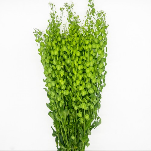 Thilapsi (Imported) - Green (Per Bunch) Thilapsi (Imported) - Green (Per Bunch)