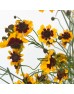 Tickseed (Imported) - Yellow (Per Bundle)