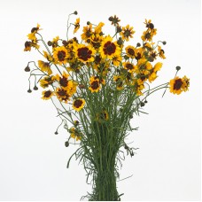 Tickseed (Imported) - Yellow (Per Bundle) Tickseed (Imported) - Yellow (Per Bundle)