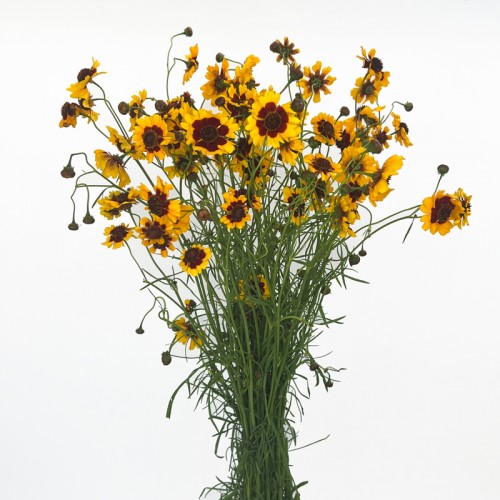 Tickseed (Imported) - Yellow (Per Bundle)