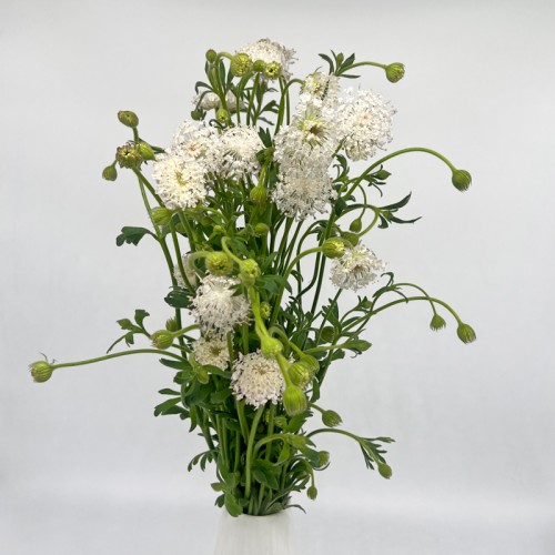 Lace Flower (Trachymene Croerulea) (Imported) - Pink (Per Bundle)