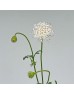 Lace Flower (Trachymene Croerulea) (Imported) - Pink (Per Bundle)