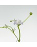 Lace Flower (Trachymene Croerulea) (Imported) - Purple (Per Bundle)