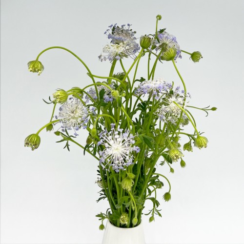 Lace Flower (Trachymene Croerulea) (Imported) - Purple (Per Bundle)