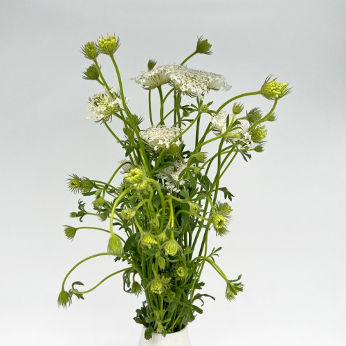 Lace Flower (Trachymene Croerulea) (Imported) - White (1 Bundle) Lace Flower (Trachymene Croerulea) (Imported) - White (1 Bundle)