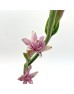 Tuberose (Imported) - (5 Stems)