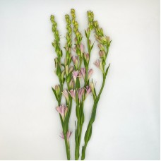 Tuberose (Imported) - (5 Stems)