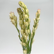 Tuberose (Imported) - (5 Stems) Tuberose (Imported) - (5 Stems)