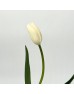 Tulip (Imported) - White (10 Stems)